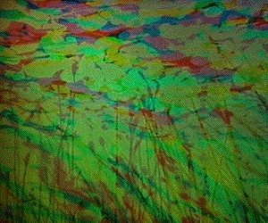 setsuko Ishii fragment of nature landscape gif of art hologram