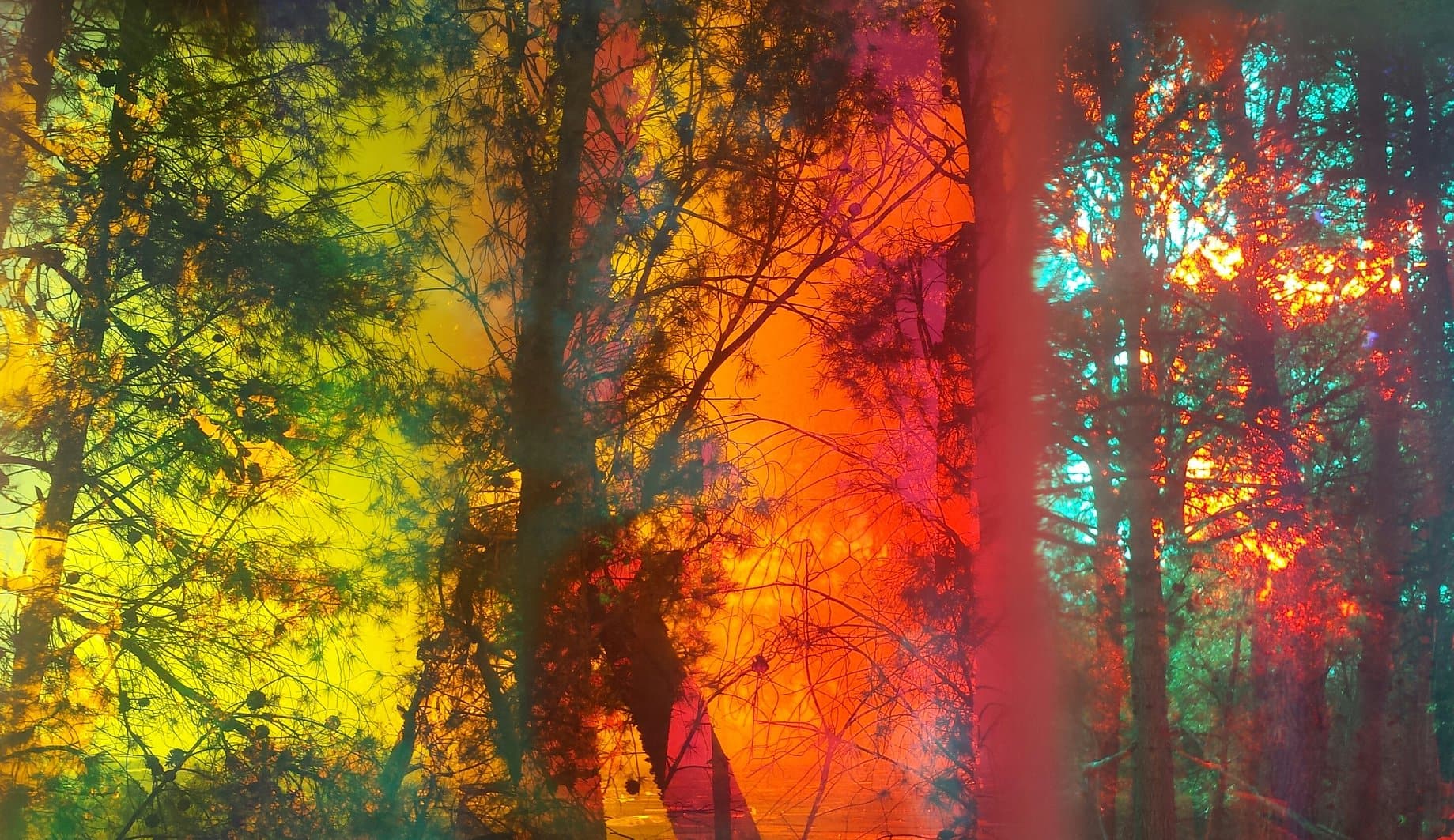 SpaceCircles, Event Horizon image through optical sculture onto trees