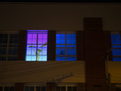 Yandell Walton Plants Alive for Light Windows at Collingwood Yards