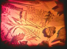 Plants and Stones